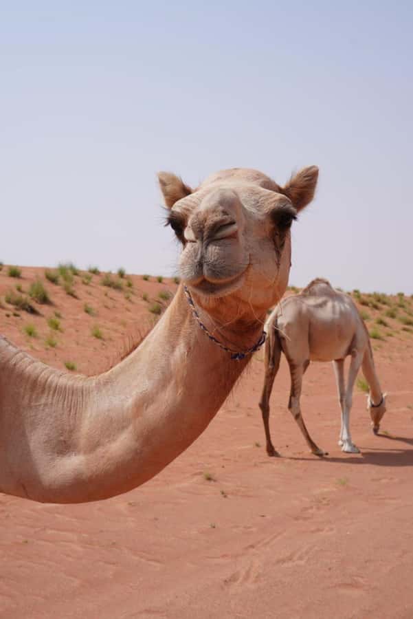 From Muscat: Full Day to Wahiba Sands and Wadi Bani Khalid - The long morning drive east