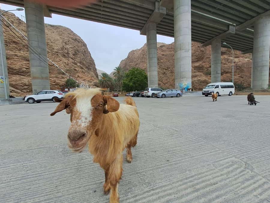 From Muscat: Guided Overnight Desert Camp Tour - Sinkhole, coast, and the road toward Sur