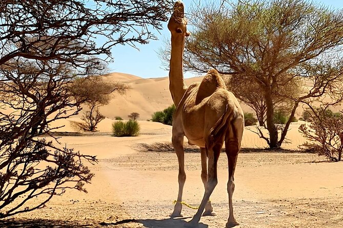 From Muscat: Wadi Hawar and Wahiba Sands Desert Tour - Who should book this tour?