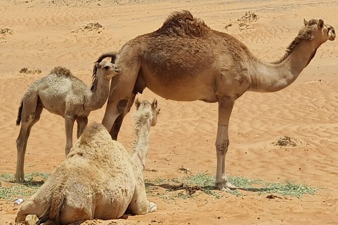 From Muscat: Wadi Hawar and Wahiba Sands Desert Tour - Practical preparation for the day