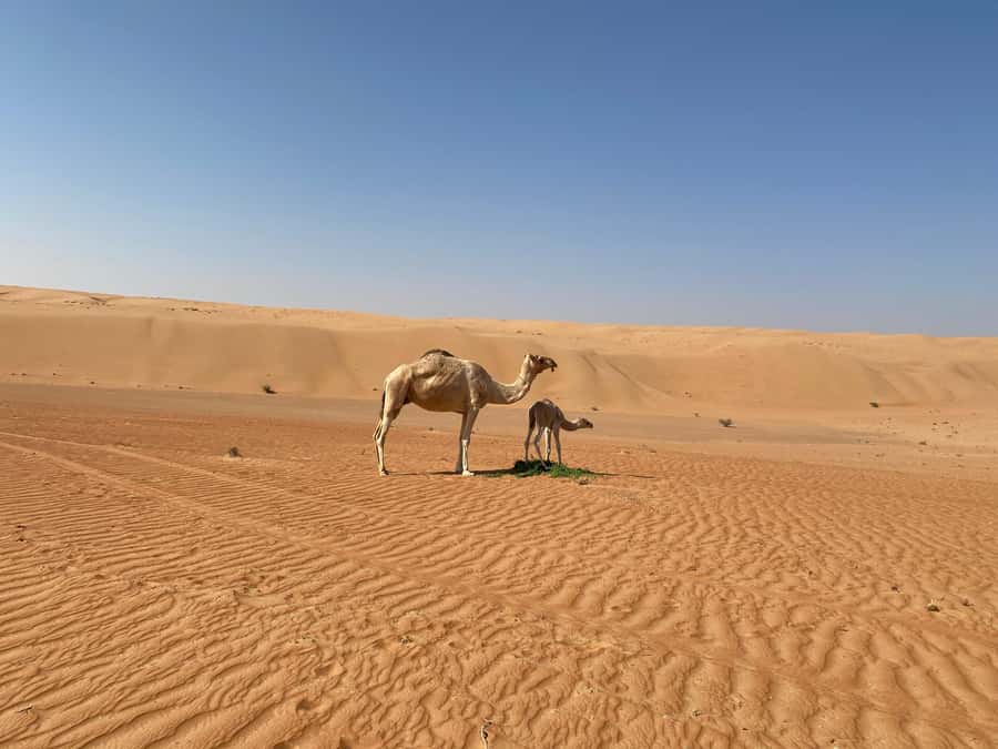From Muscat: Wahiba Sands Sunset with Desert Camp Dinner - Key points before you book