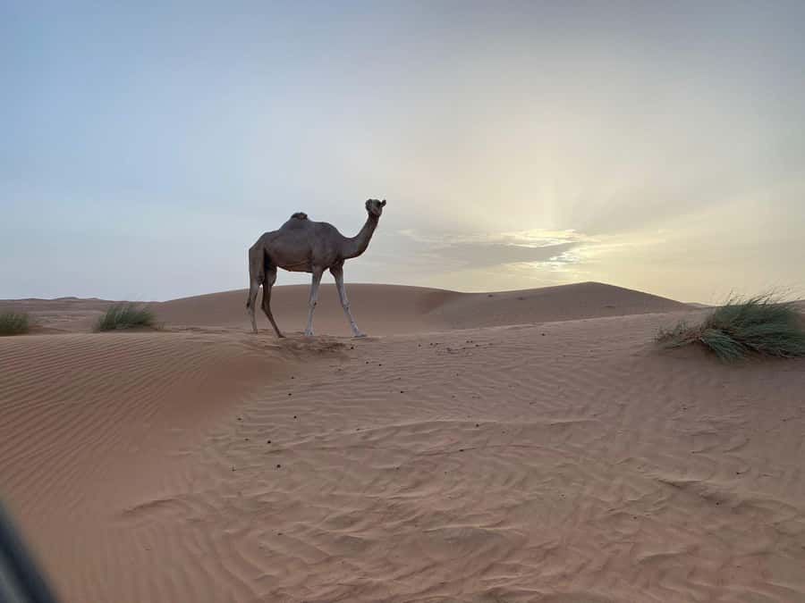 From Muscat: Wahiba Sands Sunset with Desert Camp Dinner - A desert lunch with one important catch