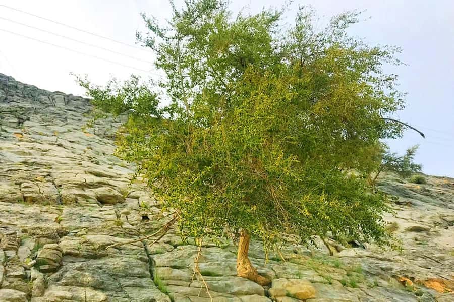From Ras Al Khaima : Dolphin Watching and Jabal Harim Safari - Sayah village and the human side of the mountains