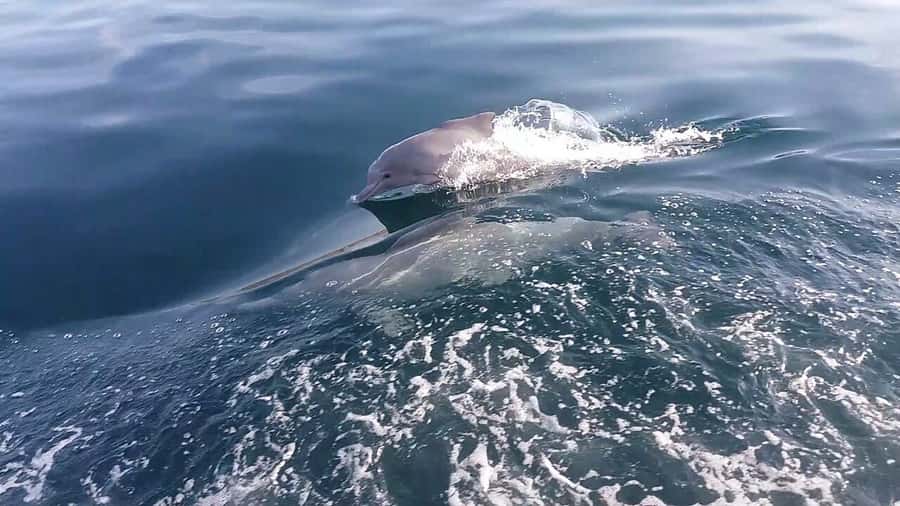 From UAE: Musandam Khasab Dolphin Watching Trip with Lunch - Boarding a traditional dhow at 9:30 AM