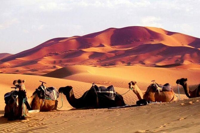 Full-Day Desert Safari Jeep Tour in Ash Sharqiyah Governorate - What the $139 price really covers