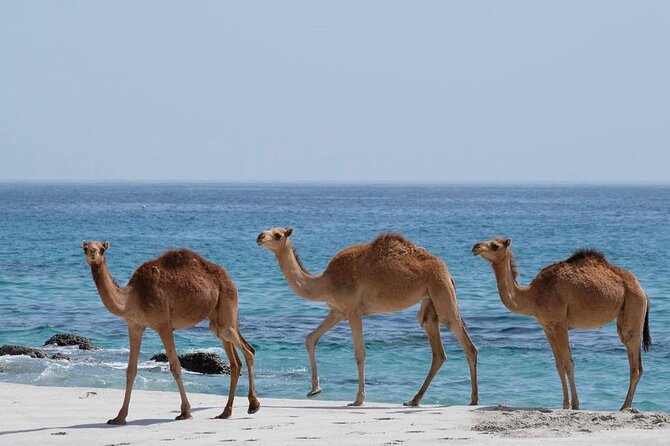 Full Day Guided Salalah a Combination of East and West tour - Taqah brings the tour down to village level