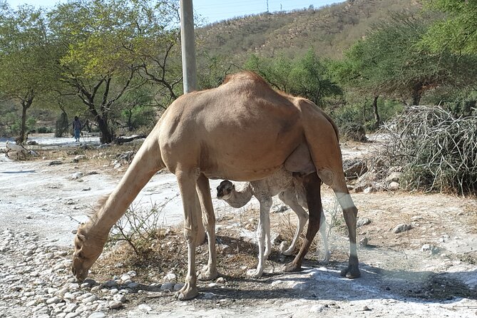 Full Day Guided Salalah a Combination of East and West tour - Wadi Darbat is the best nature stop