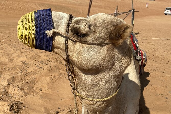 Full-Day Private Tour of Wahiba Sands Desert and Wadi Bani Khalid - Wadi Bani Khalid and its green pools
