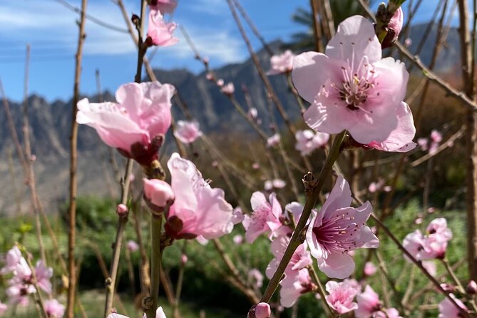 Full Day Tour from Wakan to Jebel Akhdar Trekking - Driving time, pickup, and the shape of the day