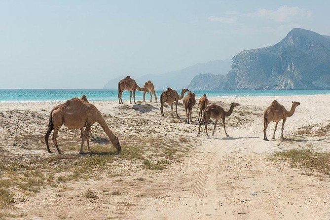 Full day west tour of Salalah - Is $220 per person good value?