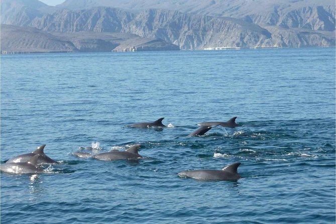 Half Day Dolphin Watching Musandam Dhow Cruise - What is served during the cruise