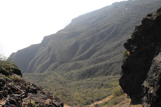 Half Day Tour of Salalah : Best of West - Frankincense trees in their natural setting