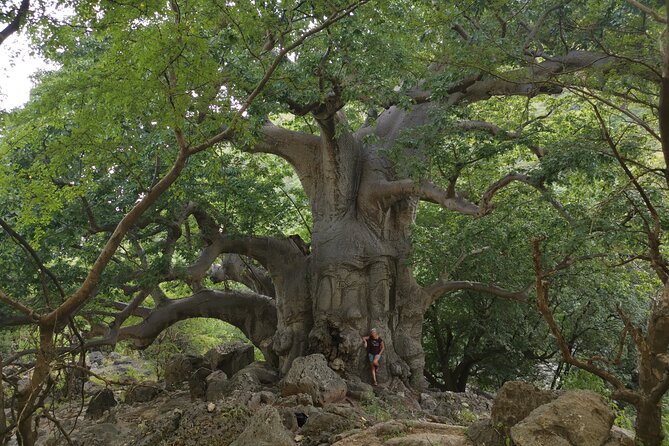 Hike to Taiq Cave - Sinkhole and Baobab forest - Why this Dhofar mountain day is different