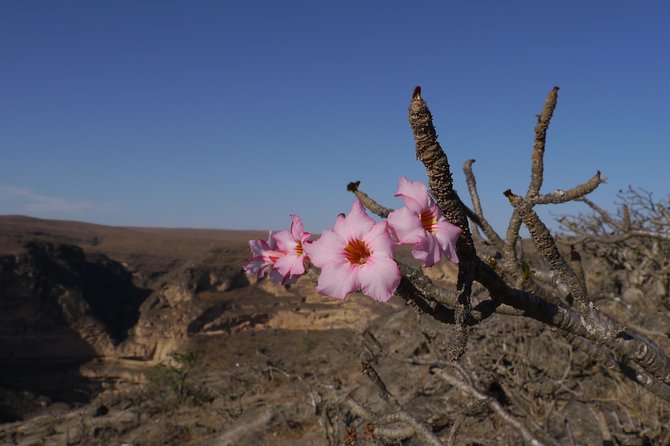 Hike to Taiq Cave - Sinkhole and Baobab forest - The guide can shape the day