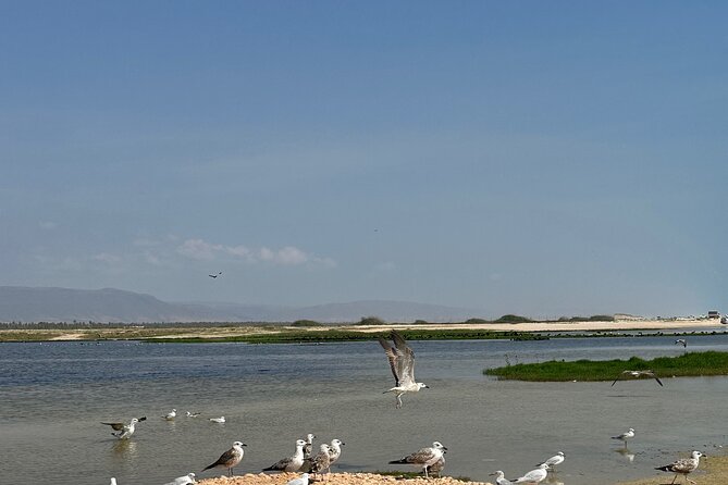 Historical Salalah City Tour - Comfort, duration, and the $104 price