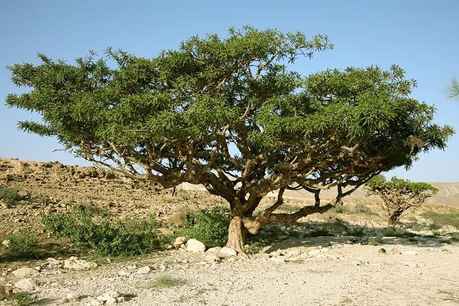 Historical Salalah City Tour - Starting at Sultan Qaboos Mosque