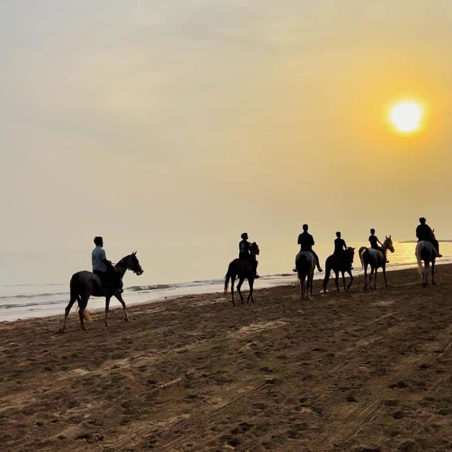 Horse riding in muscat beach - Key points to know before booking