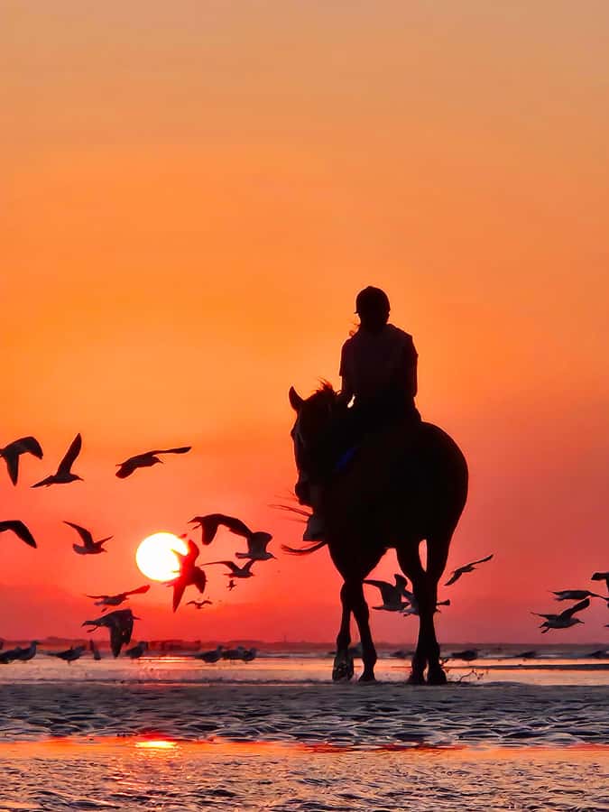 Horse Riding Oman - 2 hour ride - Two hours along the beach at a relaxed pace