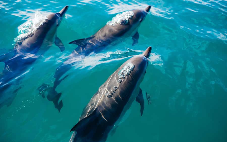 Khasab: Dolphin Watching Day Tour with Snorkeling & Lunch - Telegraph Island offers the first swim
