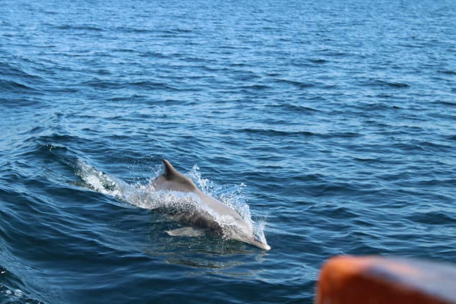 Khasab: Half-Day Dhow Cruise, Dolphin Watching, & Snorkeling - Why this half-day trip works so well
