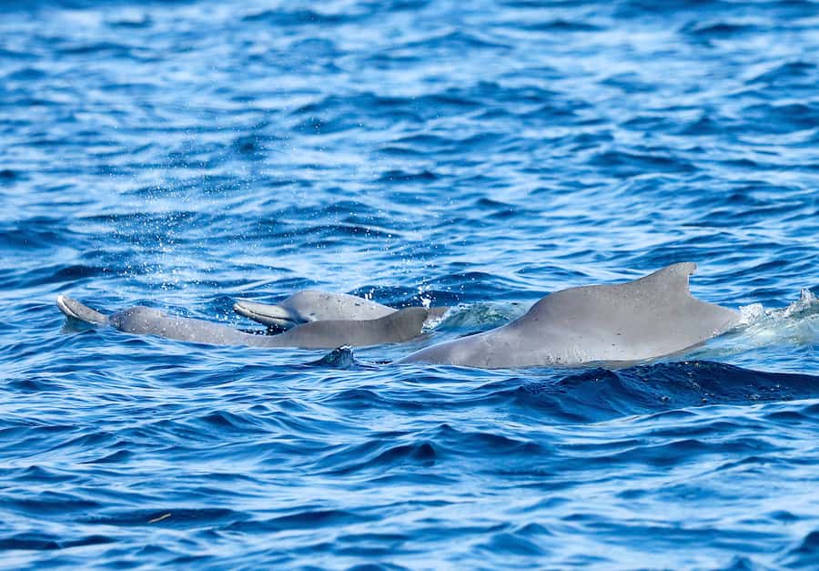 Khasab: Half-Day Dhow Cruise with Dolphin Watching - Fruit, tea, coffee, and cold drinks onboard