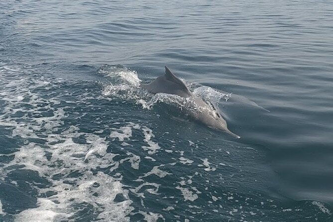 Khasab Musandam Full Day dhow cruise with lunch and Snorkeling - Lunch, coffee, fruit, and drinks on the dhow