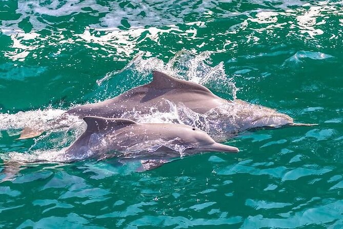 Khasab Musandam Full Day dhow cruise with lunch and Snorkeling - Starting from Khasab Harbor at 10:00
