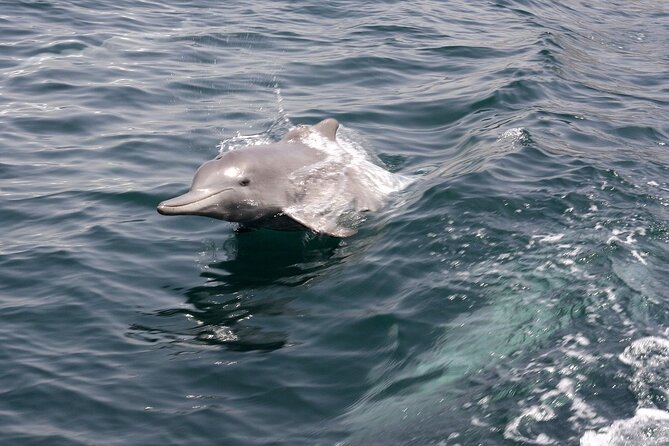 Khasab Musandam Half Day Dhow Cruise and Snorkeling Trip - How the $40 price compares with the experience