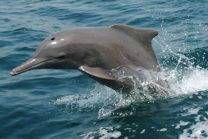 Khasab Musandam Half Day Dhow Cruise and Snorkeling Trip - Meeting the dhow at Khasab