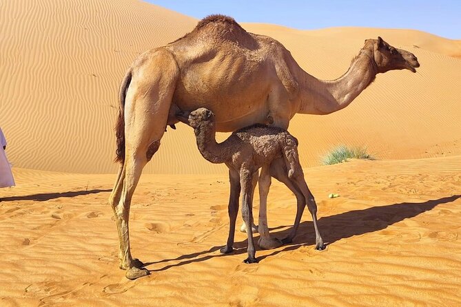 Luxury Overnight Desert Safari in Salalah - Sunset Coffee, Dates, and the Empty Quarter