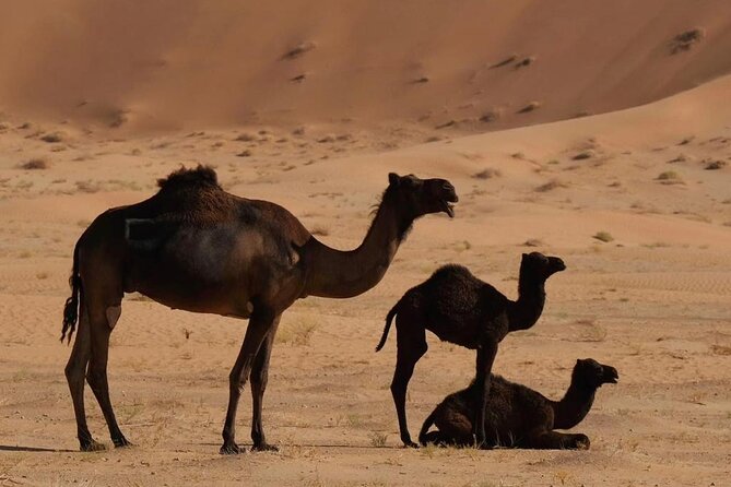 Luxury Overnight Desert Safari in Salalah - The Camp: Traditional, Private, and Quite Basic