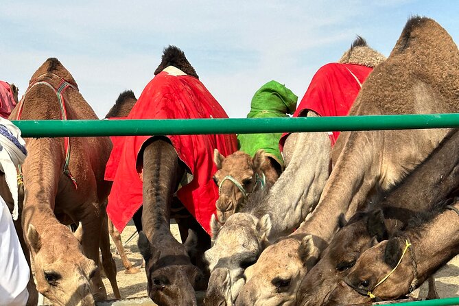 Luxury Overnight Desert Safari in Salalah - Dinner, Camel Meat, and a Bedouin Evening