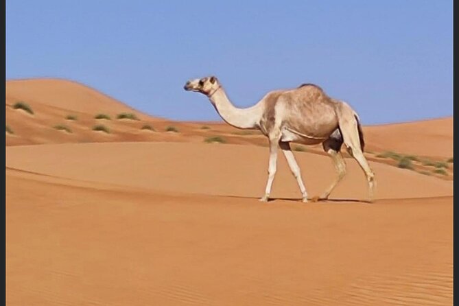 Luxury Overnight Desert Safari in Salalah - Sunrise in the Sand and the Morning Departure