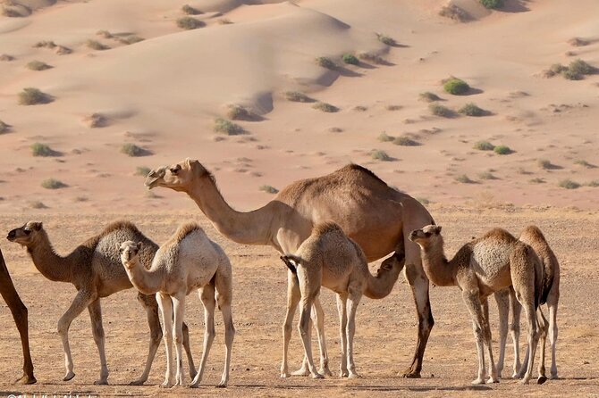 Luxury Sunset Desert Safari - Rub Al Khali and the main dune drive