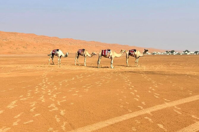 Luxury Sunset Desert Safari - Is $175 per person fair value?