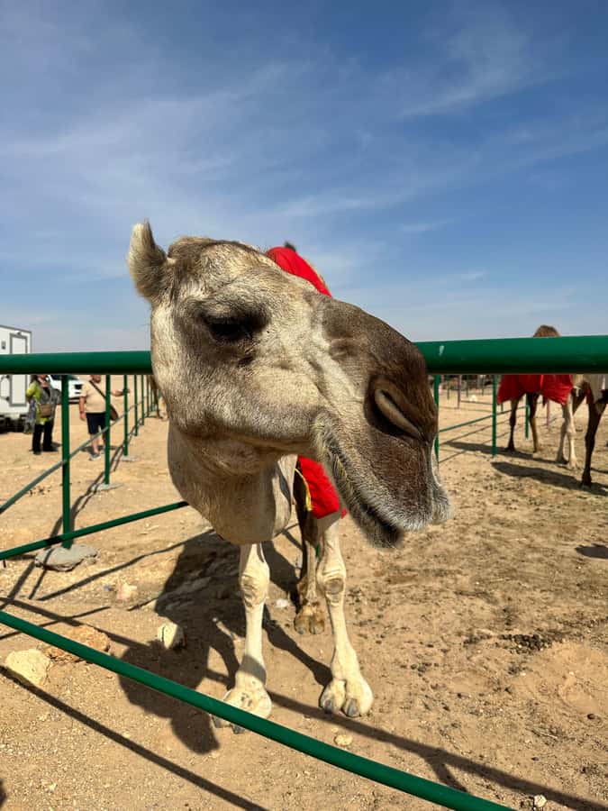 Luxury Sunset Desert Safari at Salalah Empty Quarter - The Land Cruiser, group size, and comfort