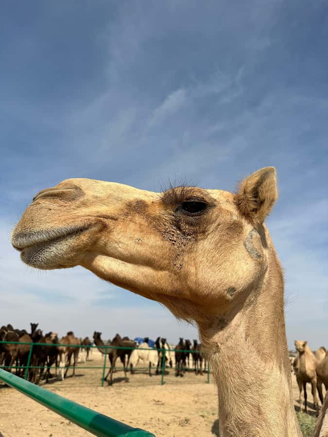 Luxury Sunset Desert Safari at Salalah Empty Quarter - Is $138 per person good value?