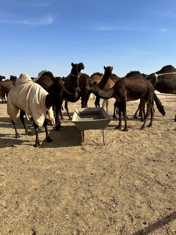 Magical Desert Safari By Land Cruise in Empty Quarter - Who should choose this desert safari?