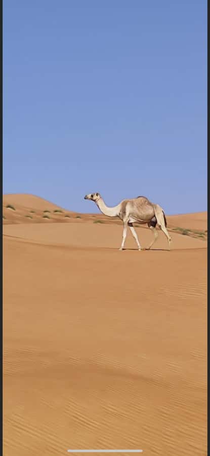 Magical Desert Safari By Land Cruise in Empty Quarter - Ubar, the Atlantis of the Sand