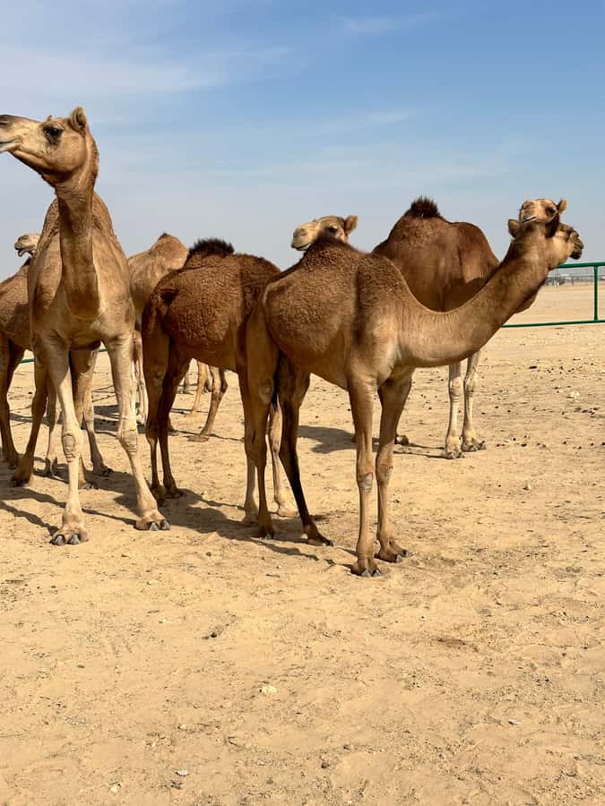 Magical Desert Safari By Land Cruise in Empty Quarter - Black camels in the Arabian Desert