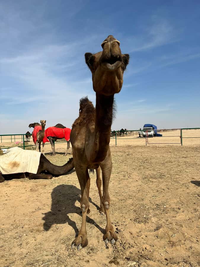 Magical Desert Safari By Land Cruise in Empty Quarter - Sunset above Rub Al Khali