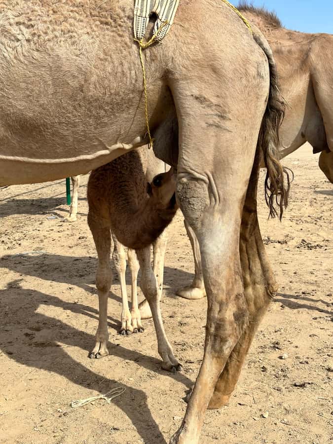 Magical Desert Safari By Land Cruise in Empty Quarter - What the $152 price really covers