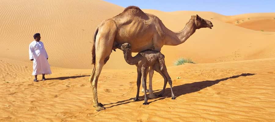 Magical Desert Safari By Land Cruise in Empty Quarter - Thumrait and the old Bedouin route