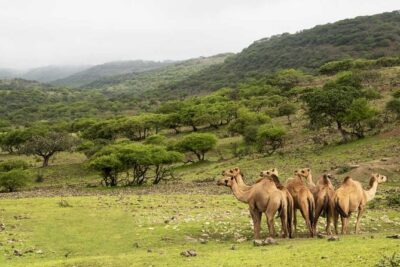 Mountain Safari, Camels, waterfalls & lunch (Group Tour)