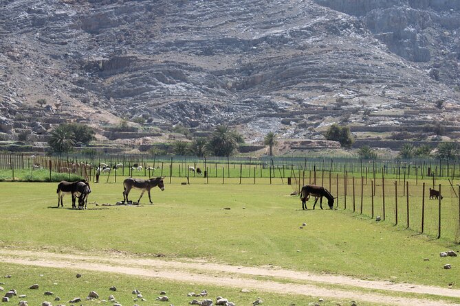 Mountain Safari in Jebel Harim - Why Jebel Harim is worth the drive