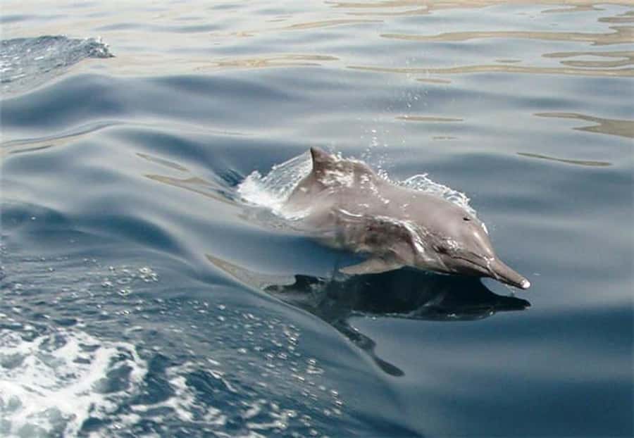 Musandam Khasab Full-Day Cruise with Transfers & Lunch - Telegraph Island and the first swim
