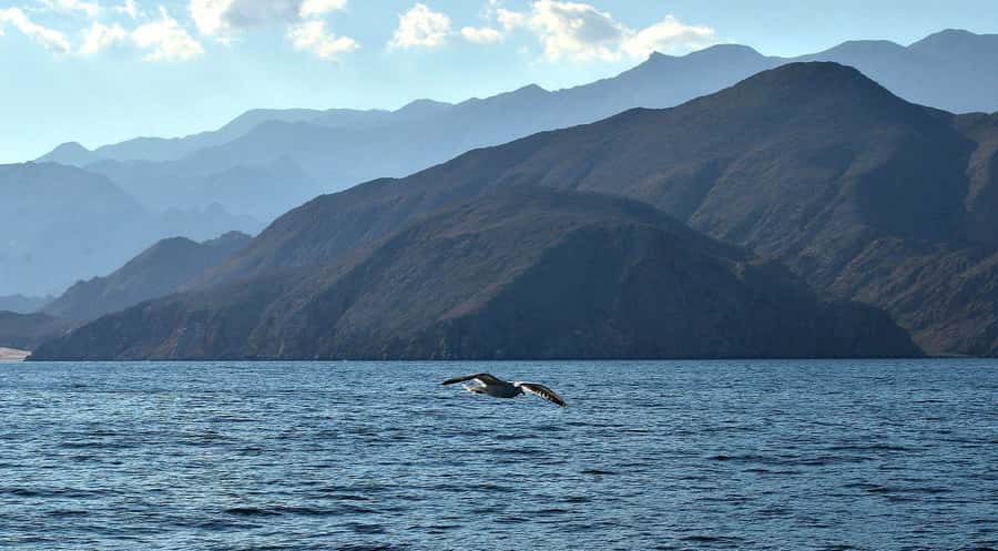 Musandam Khasab Full-Day Cruise with Transfers & Lunch - Returning to the harbor at 4 p.m.