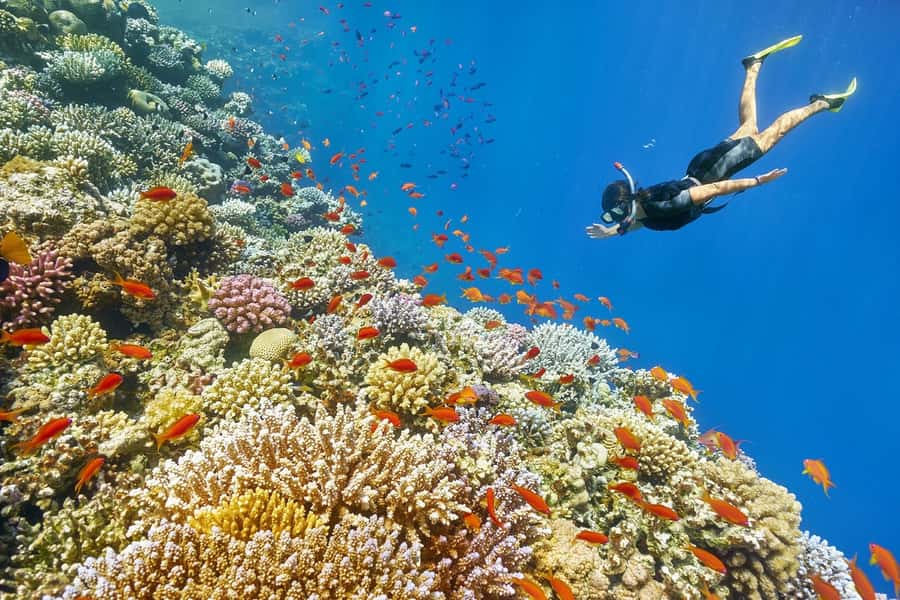Muscat: 4-Hour Snorkeling Tour with Dolphin watching - Setting out from Muscat for a morning at sea