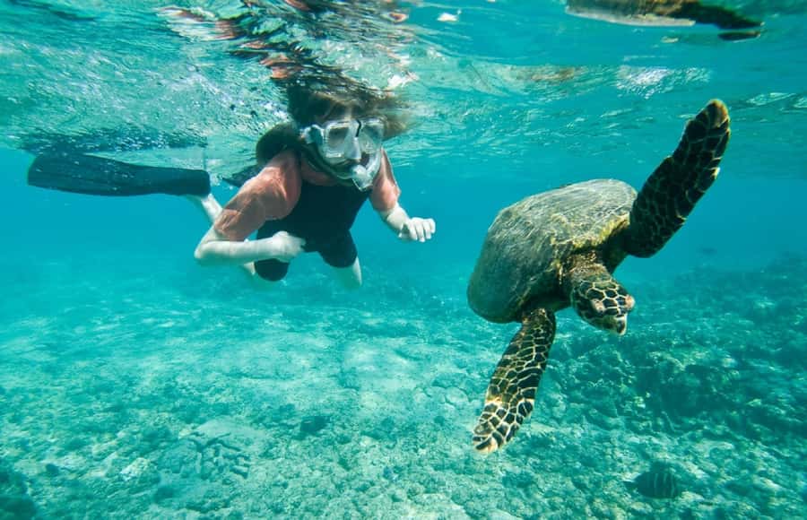 Muscat: 4-Hour Snorkeling Tour with Dolphin watching - Shallow-water snorkeling near Muscat