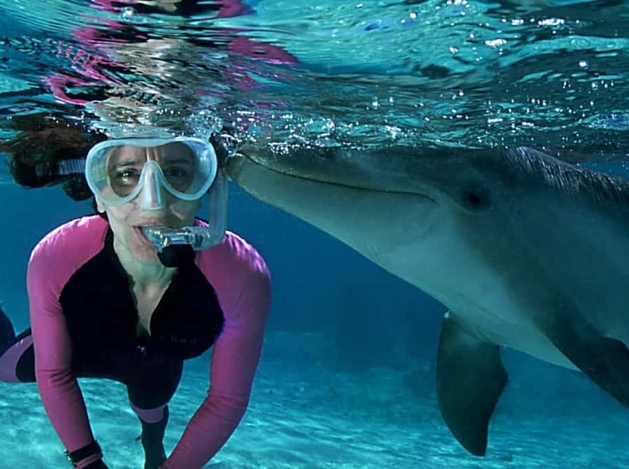Muscat: 4-Hour Snorkeling Tour with Dolphin watching - Should you book the Muscat snorkeling and dolphin tour?